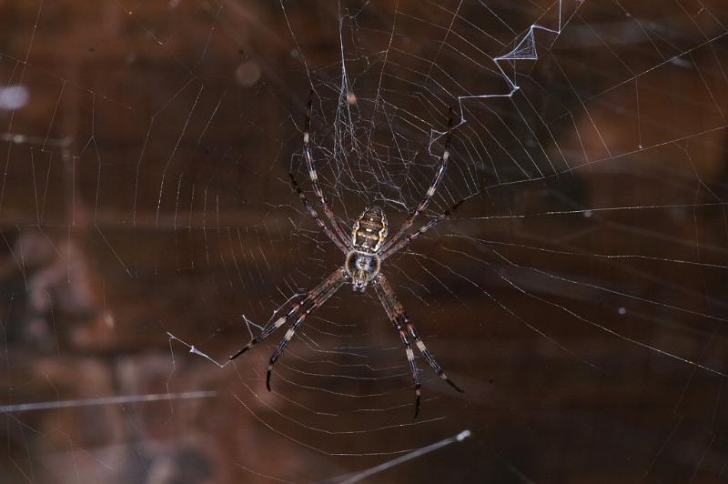 Argiope_ocyaloides_D3464_Z_91_Karinji NP_Australie.jpg